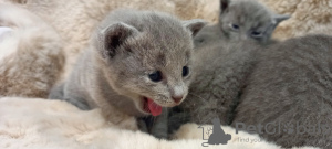 Zdjęcie №2 do zapowiedźy № 44284 na sprzedaż  rosyjski niebieski - wkupić się Bułgaria hodowca