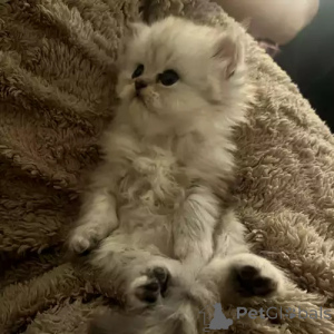 Zdjęcie №2 do zapowiedźy № 167269 na sprzedaż  perskie - wkupić się Niemcy prywatne ogłoszenie