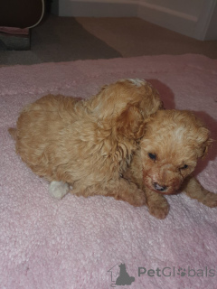 Zdjęcie №1. maltipu - na sprzedaż w Nowy Jork | 1622zł | Zapowiedź №159151