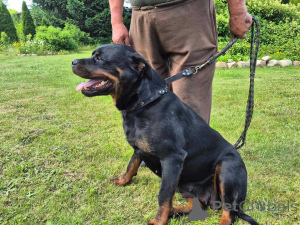 Zdjęcie №3. Poznaj najpiękniejsze szczenięta. Niemcy