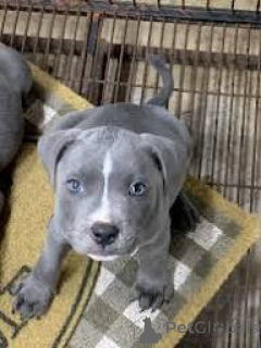 Zdjęcie №2 do zapowiedźy № 166109 na sprzedaż  staffordshire bull terrier - wkupić się Wielka Brytania prywatne ogłoszenie, hodowca