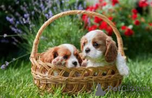 Zdjęcie №2 do zapowiedźy № 161580 na sprzedaż  cavalier king charles spaniel - wkupić się Luksemburg prywatne ogłoszenie, hodowca