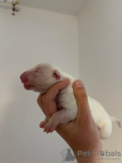 Zdjęcie №2 do zapowiedźy № 18593 na sprzedaż  bulterier - wkupić się Federacja Rosyjska prywatne ogłoszenie