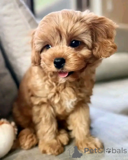 Zdjęcie №2 do zapowiedźy № 136562 na sprzedaż  pudel (krasnolud) - wkupić się Niemcy hodowca