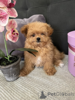 Zdjęcie №3. Luksusowy mini chłopiec! Pomapoo. Niemcy