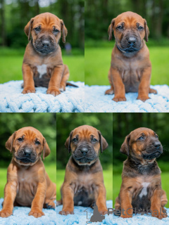 Zdjęcie №2 do zapowiedźy № 146124 na sprzedaż  rhodesian ridgeback - wkupić się Łotwa od żłobka