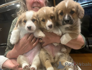 Zdjęcie №2 do zapowiedźy № 155801 na sprzedaż  welsh corgi - wkupić się Niemcy hodowca