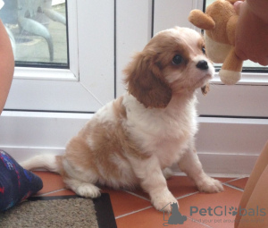 Zdjęcie №3. Urocze szczenięta Cavalier King Charles do bezpłatnej adopcji. Niemcy