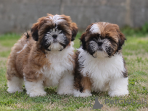 Zdjęcie №2 do zapowiedźy № 176290 na sprzedaż  shih tzu - wkupić się Belgia 