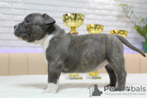 Zdjęcie №4. Sprzedam american bully w Kiszyniów. od żłobka, hodowca - cena - 5740zł