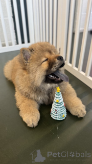 Zdjęcie №3. Zimowe Piękne Szczenięta Chowski. USA