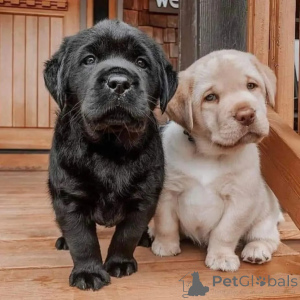 Zdjęcie №2 do zapowiedźy № 174966 na sprzedaż  labrador retriever - wkupić się Niemcy prywatne ogłoszenie