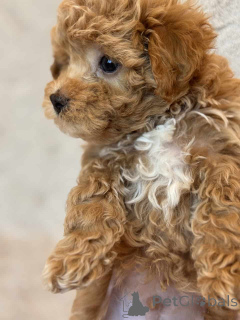 Zdjęcie №1. maltipu - na sprzedaż w Berlin | 4305zł | Zapowiedź №149827