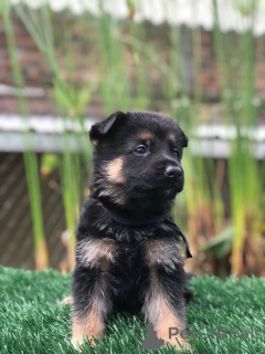 Zdjęcie №1. owczarek niemiecki - na sprzedaż w Zachris | negocjowane | Zapowiedź №157840