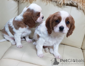 Zdjęcie №1. cavalier king charles spaniel - na sprzedaż w Monachium | negocjowane | Zapowiedź №43183