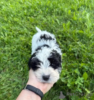 Zdjęcie №3. Cavapoo-Welpen schreiben Sie mir przez WhatsApp na 44 7453 907158. Niemcy