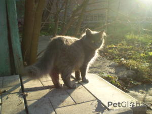Zdjęcie №1. kot brytyjski długowłosy - na sprzedaż w Charków | negocjowane | Zapowiedź № 7710