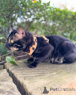 Zdjęcie №2 do zapowiedźy № 152773 na sprzedaż  kot bengalski - wkupić się Francja prywatne ogłoszenie