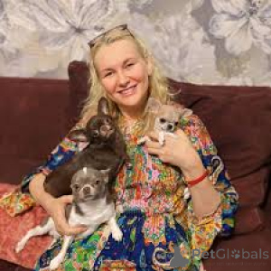 Zdjęcie №1. chihuahua (rasa psów) - na sprzedaż w Bruksela | 3348zł | Zapowiedź №164086