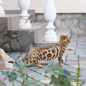 Zdjęcie №4. Sprzedam kot bengalski w Москва. prywatne ogłoszenie, od żłobka, hodowca - cena - 3818zł