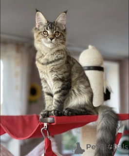 Zdjęcie №2 do zapowiedźy № 163183 na sprzedaż  maine coon - wkupić się Niemcy hodowca