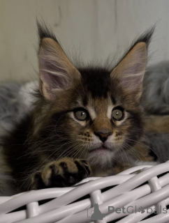 Zdjęcie №1. maine coon - na sprzedaż w Alabama | 6zł | Zapowiedź № 161206