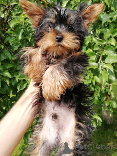 Zdjęcie №2 do zapowiedźy № 108998 na sprzedaż  yorkshire terrier biewer, yorkshire terrier - wkupić się Estonia prywatne ogłoszenie, od żłobka, hodowca