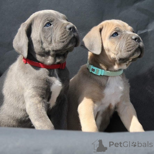 Zdjęcie №2 do zapowiedźy № 135619 na sprzedaż  cane corso - wkupić się Niemcy hodowca