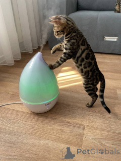 Zdjęcie №3. Бенгальские котята для усыновления. Polska