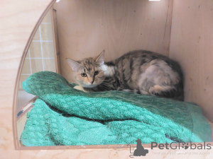 Zdjęcie №1.  - na sprzedaż w Chimki | Bezpłatny | Zapowiedź № 166394