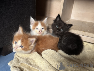 Zdjęcie №2 do zapowiedźy № 175322 na sprzedaż  maine coon - wkupić się Francja 