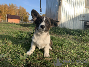 Dodatkowe zdjęcia: Szczenięta Cardigan Welsh Corgi