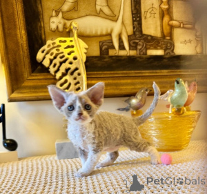 Zdjęcie №1. maine coon - na sprzedaż w Rüdersdorf | 2153zł | Zapowiedź № 166310