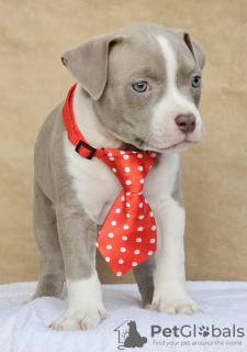 Zdjęcie №3. American Bully Pocket. Serbia