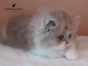 Zdjęcie №1. kot brytyjski długowłosy - na sprzedaż w Tomsk | 4200zł | Zapowiedź № 6184