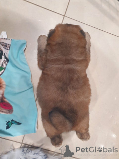Zdjęcie №3. Dostępne szczenięta Chow Chow wytrenowane na nocnik. Finlandia