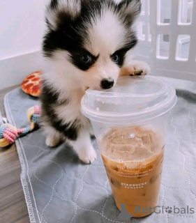 Zdjęcie №1.  - na sprzedaż w Chicago | negocjowane | Zapowiedź №161317