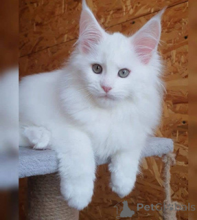 Zdjęcie №3. Kocięta szkockie zwisłouchy dostępne do znalezienia nowego domu i adopcji.. Australia