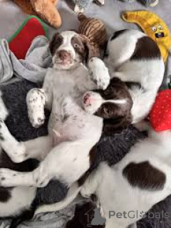 Zdjęcie №3. Engelse Springer Spaniel-te koop dla szczeniąt. Belgia