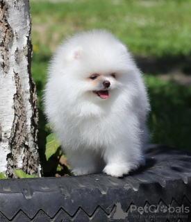 Zdjęcie №3. Pomeranian Spitz Pomerankov. Austria