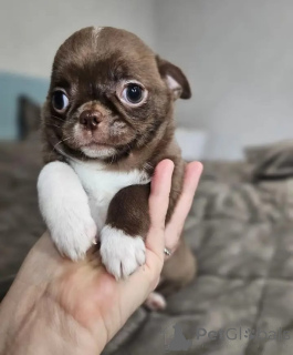 Zdjęcie №2 do zapowiedźy № 165372 na sprzedaż  chihuahua (rasa psów) - wkupić się Niemcy 