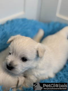 Zdjęcie №3. West highland white terrier male FCI. Polska