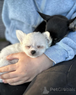 Zdjęcie №3. Chihuahua Puppies for Adoption https // wa.me/1 (728) 217-5659. Kanada