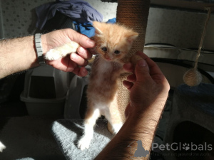 Zdjęcie №3. Sprzedam kocięta rasy Maine Coon. Niemcy