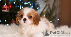 Zdjęcie №1. cavalier king charles spaniel - na sprzedaż w Berlin | 3867zł | Zapowiedź №33340