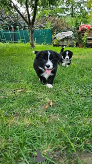 Zdjęcie №1. miniaturowy owczarek amerykański (aush) - na sprzedaż w Berlin | negocjowane | Zapowiedź №137171