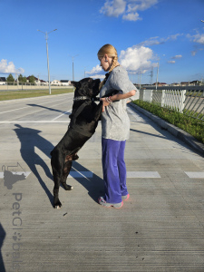 Zdjęcie №4. Sprzedam cane corso w Mogilow. hodowca - cena - 6697zł