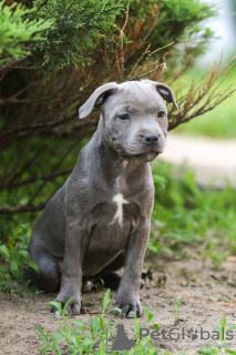 Dodatkowe zdjęcia: American Staffordshire Bull Terrier dziewczynki