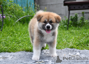 Zdjęcie №1. akita (rasa psa) - na sprzedaż w Cherkassky Bishkin | negocjowane | Zapowiedź №50488