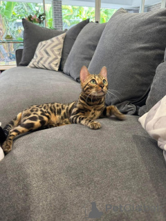 Zdjęcie №1. kot bengalski - na sprzedaż w Carouge | 3588zł | Zapowiedź № 152751